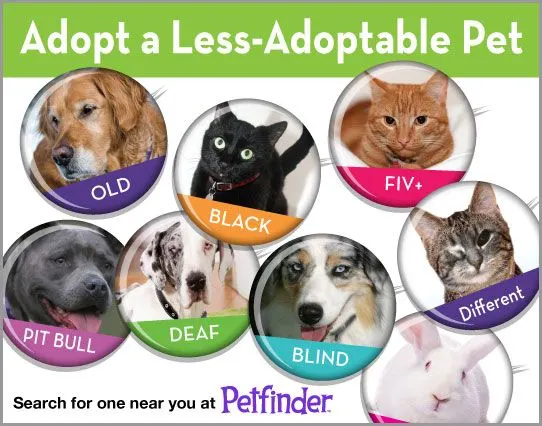 Petfinder.com's Adopt A Less Adoptable Pet Week--types of animals often considered less adoptable