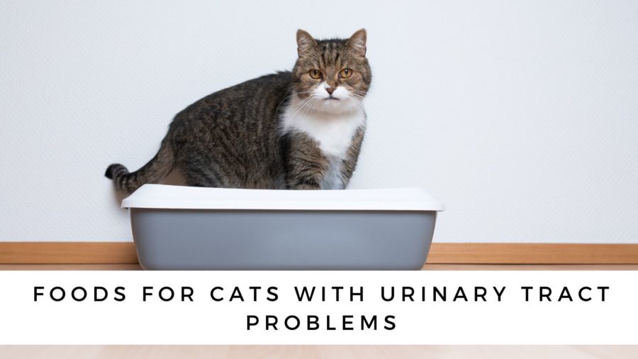 Foods for Cats with Urinary Tract Problems