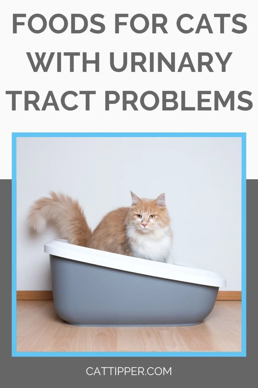 Foods for Cats with Urinary Tract Problems