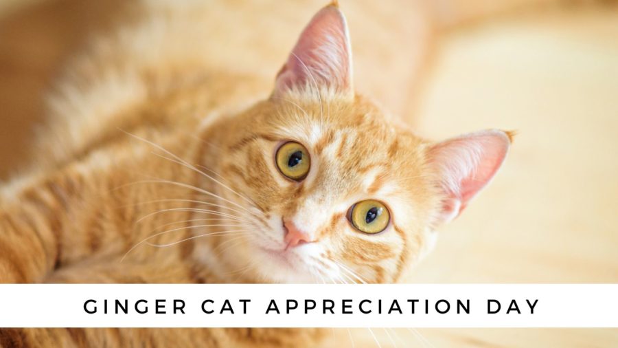 Ginger Cat Appreciation Day