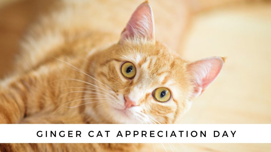 Ginger Cat Appreciation Day