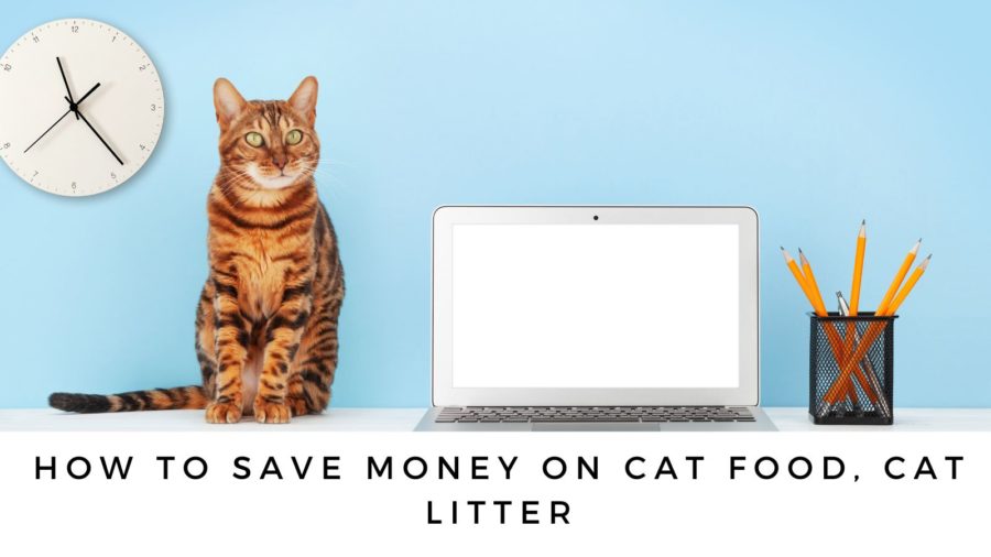 How to Save Money on Cat Food, Cat Litter