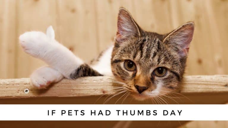 If Pets Had Thumbs Day {Would Your Cat Text You?}