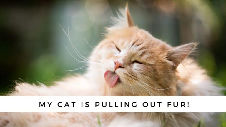 Ask the Vet: My Cat is Pulling Out Fur with His Teeth!