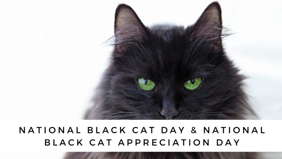 National Black Cat Day & National Black Cat Appreciation Day