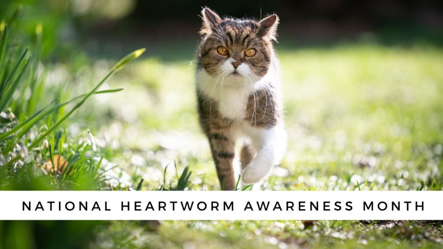 National Heartworm Awareness Month
