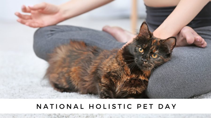 photo of tortoiseshell cat sitting in lap of woman doing yoga