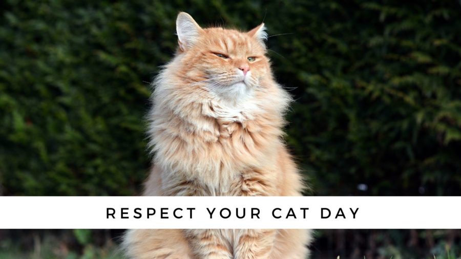 Respect Your Cat Day