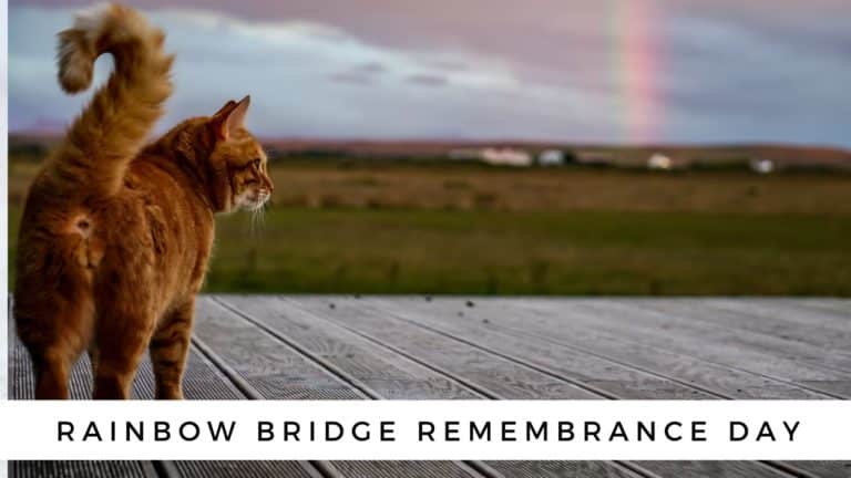 Rainbow Bridge Remembrance Day