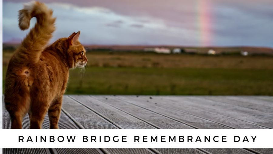 Rainbow Bridge Remembrance Day