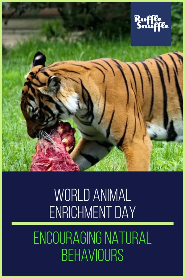 Animal enrichment: tiger