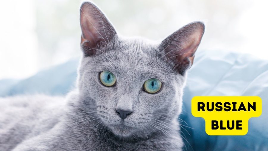 Russian Blue