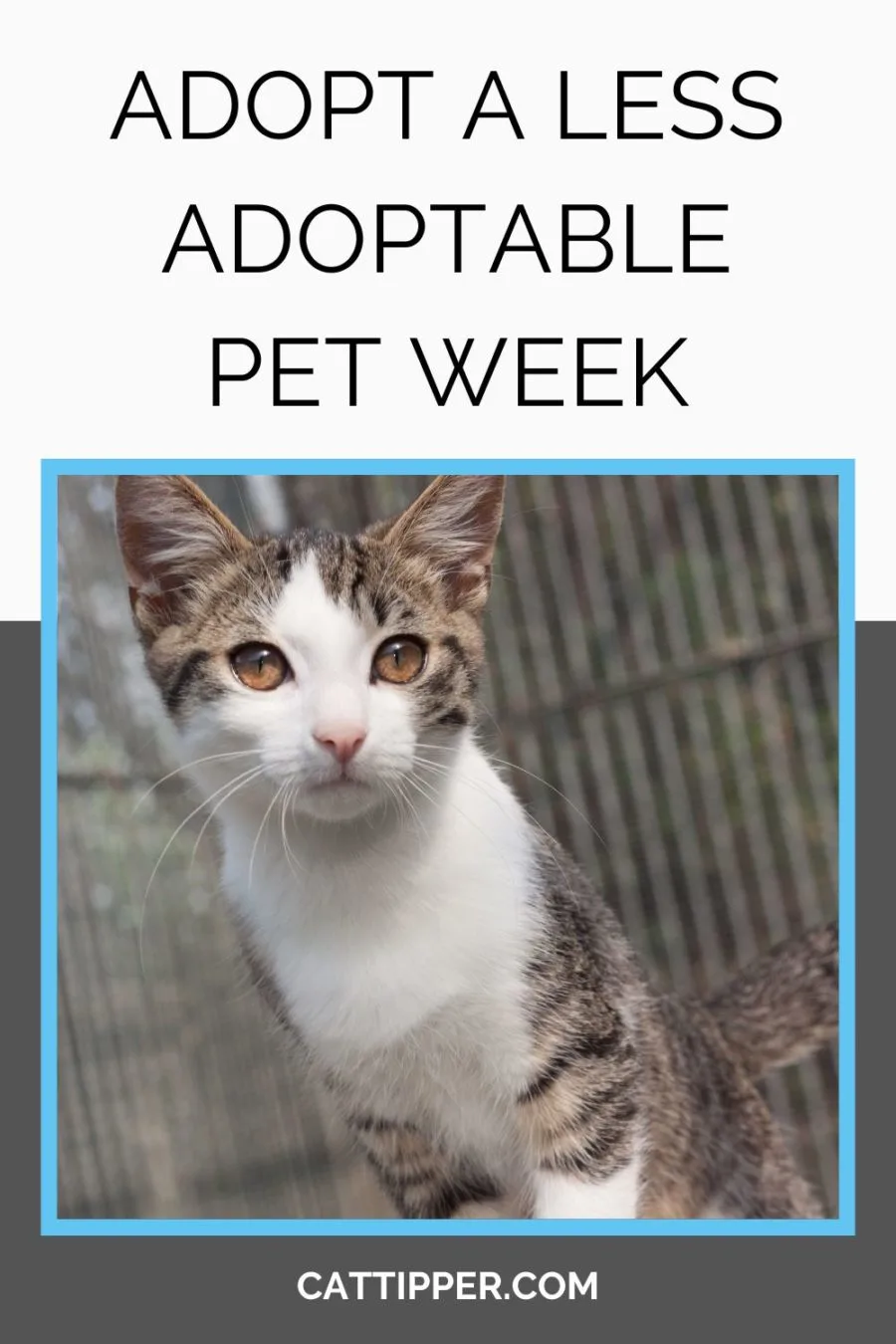 Adopt A Less Adoptable Pet Week shines a spotlight on the cats and dogs that are often overlooked in shelters