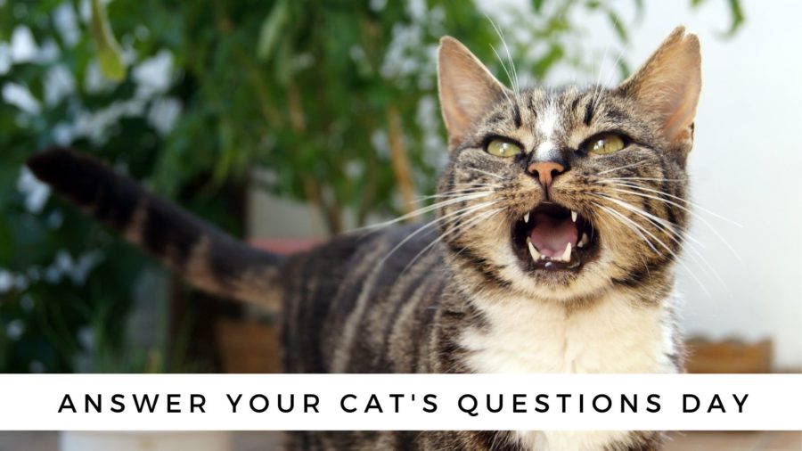 Tabby cat asks a question