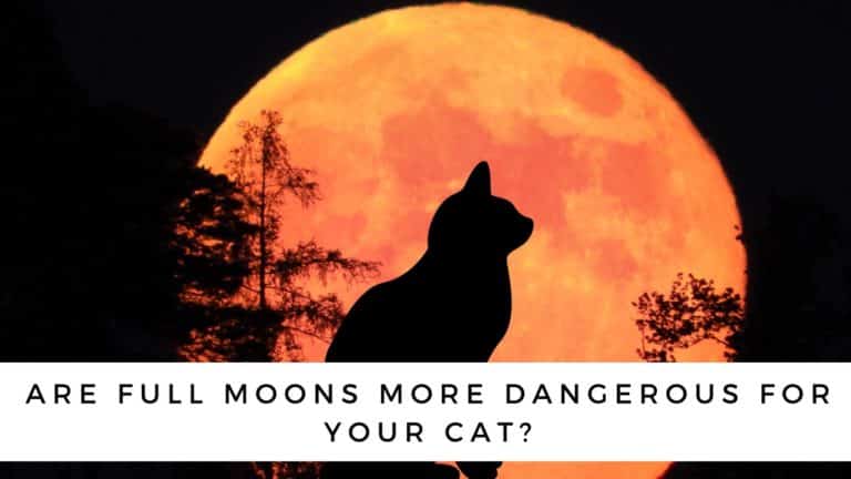 Are Full Moons More Dangerous for Your Cat?