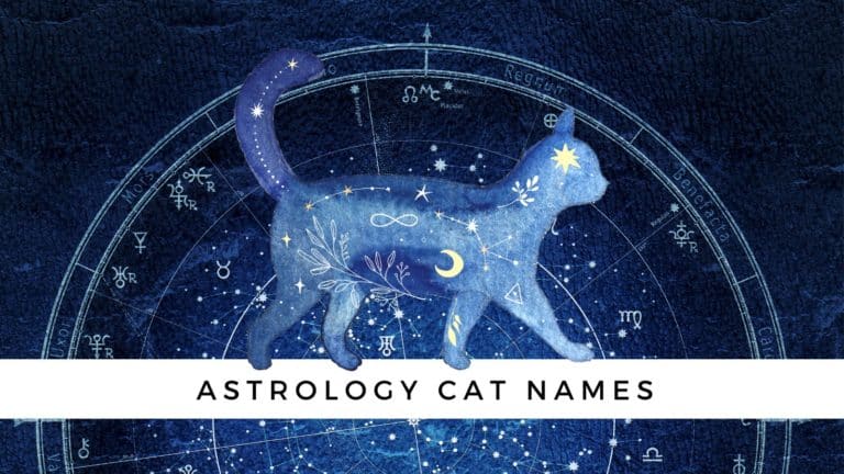 Astrology Cat Names {Based on Your Cat’s Zodiac Sign!}