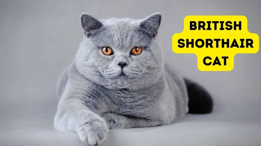 British Shorthair