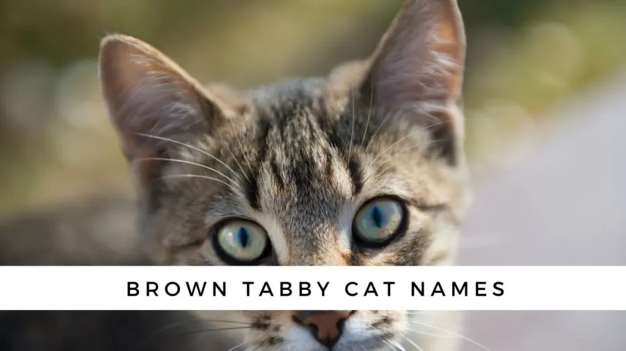 Brown Tabby Cat photo