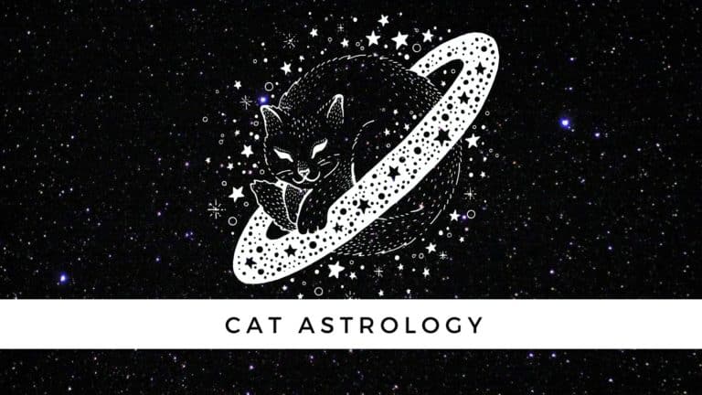 What’s Your Cat’s Zodiac Sign? {Cat Characteristics for Each Birth Month!)