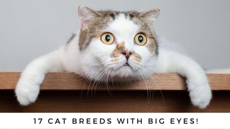 17 Cat Breeds with Big Eyes