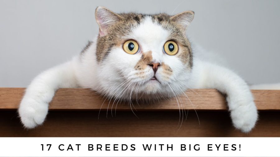 17 cat breeds with big eyes