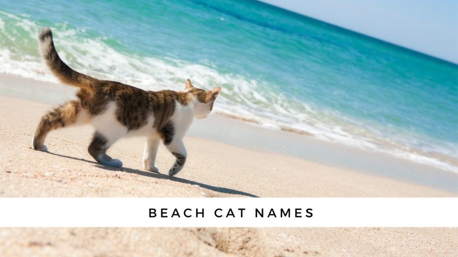 Beach Cat Names for your new cat or kitten