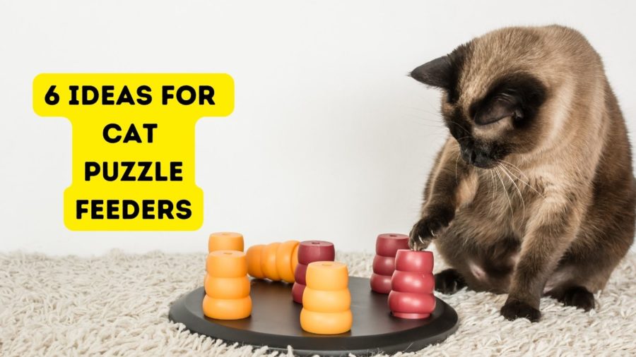 6 Diy Cat Puzzle Feeders