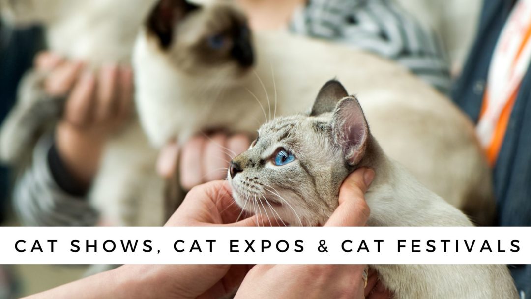 2024 Cat Conventions, Expos, Major Cat Shows & Film Festivals