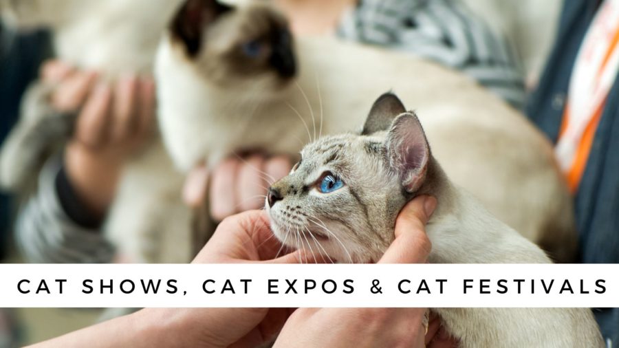 Cat shows, cat expos & cat festivals