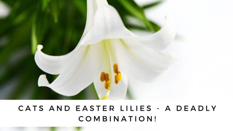 Cats and Easter Lilies: Lilies Are Poisonous to Your Cat!