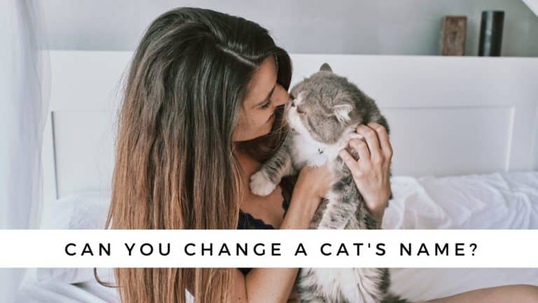 Can You Change a Cat’s Name?