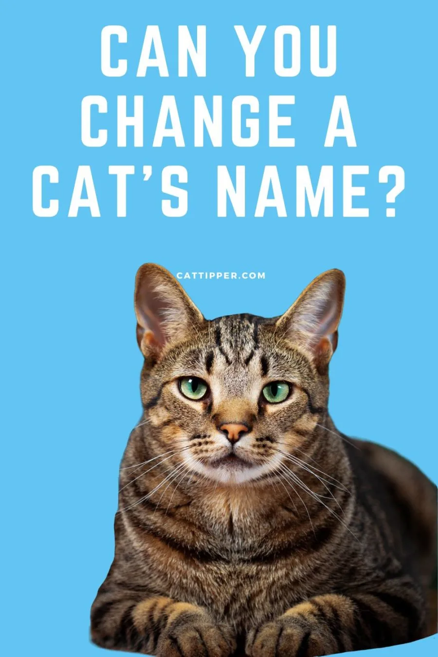 Can You Change a Cat's Name? 2 methods for changing your cat's name