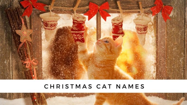 130+ Winter and Christmas Cat Names