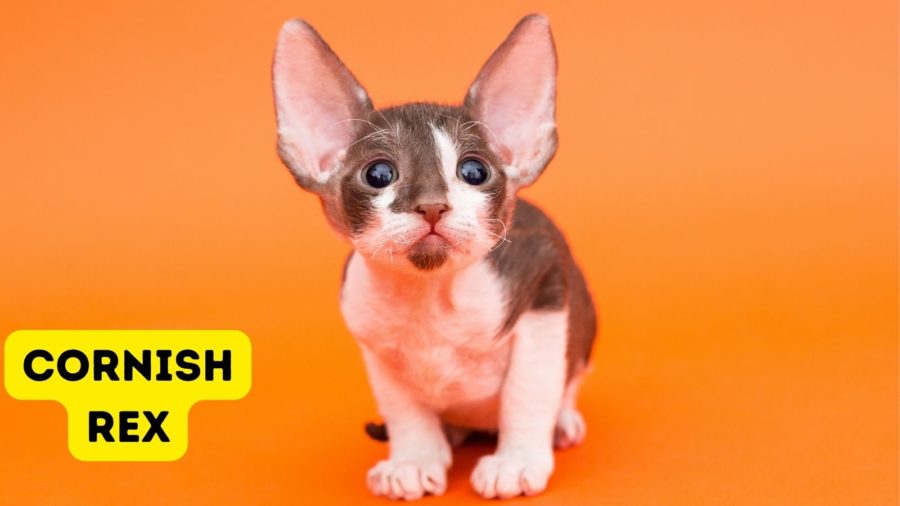 Cornish Rex