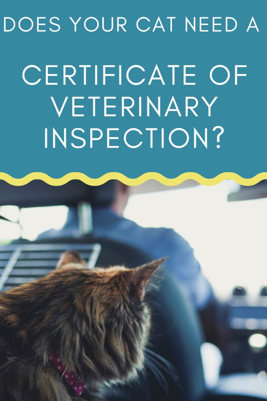 Does your cat need a certificate of veterinary inspection when traveling?