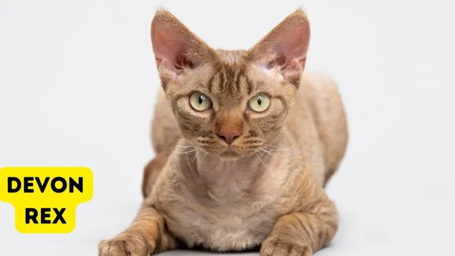 Devon Rex