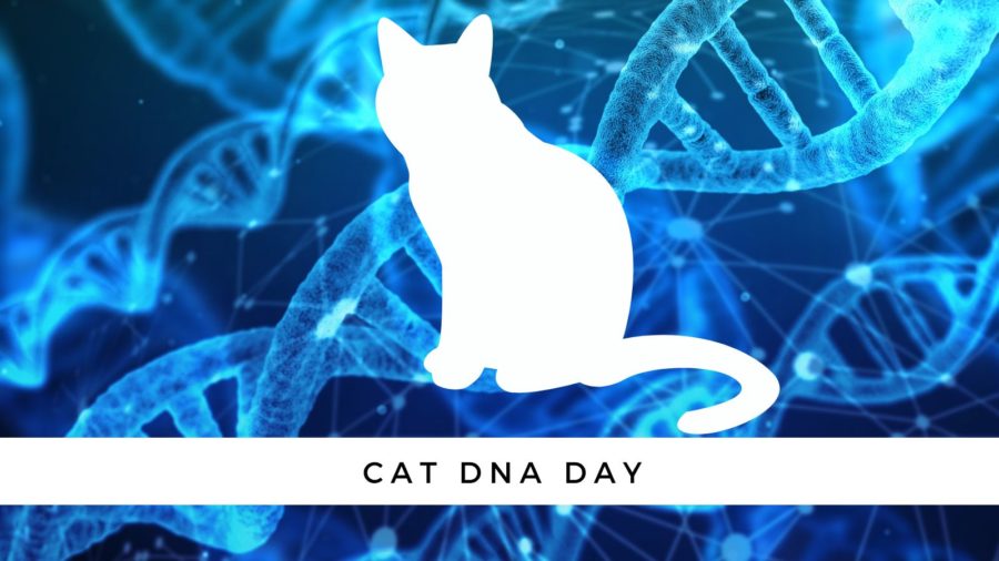 Cat DNA Day: What could your cat's DNA tell you?