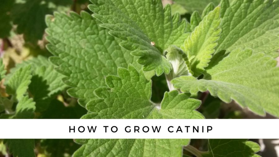 how to grow catnip
