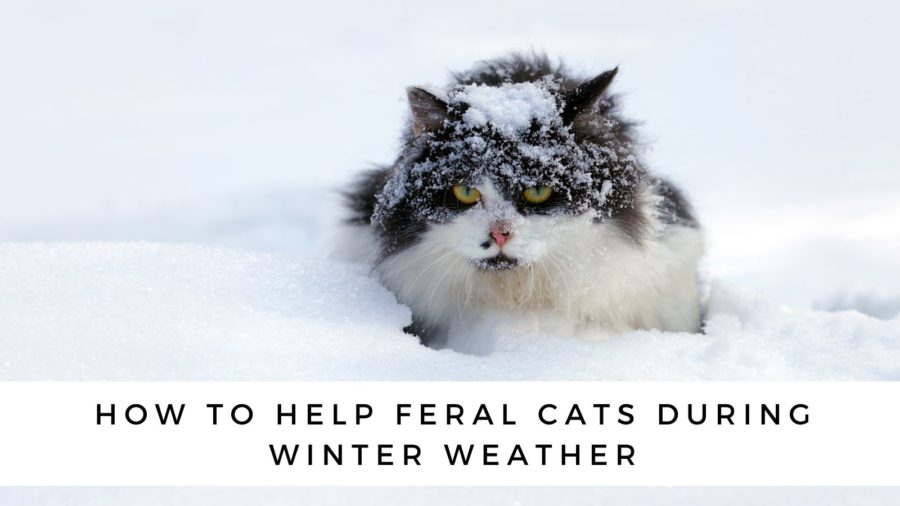 How to help feral cats during winter weather