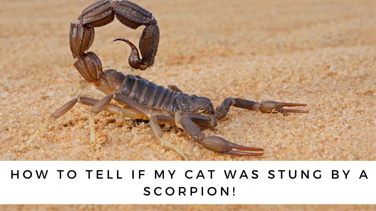 Cats and Scorpions: Protecting Your Cat from a Scorpion Sting - CatTipper