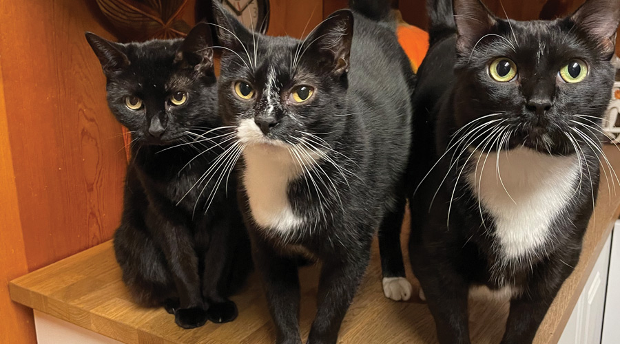 three black cats