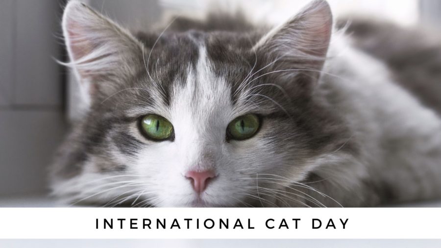 International Cat Day