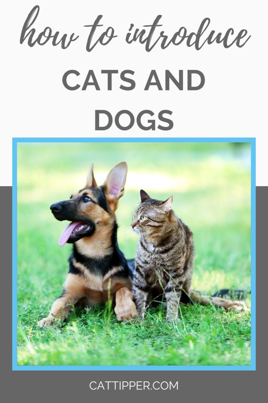 How to safely introduce a cat or kitten to your resident dog