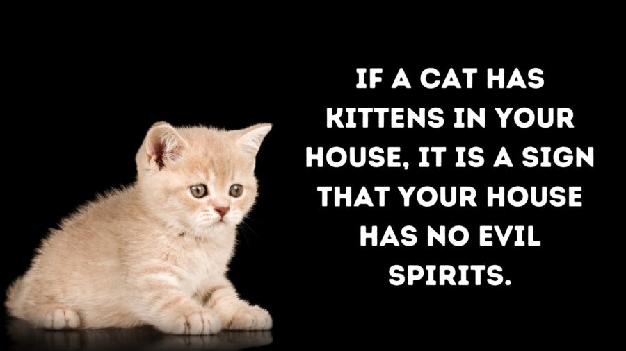 superstitions about kittens showing a cream colored kitten