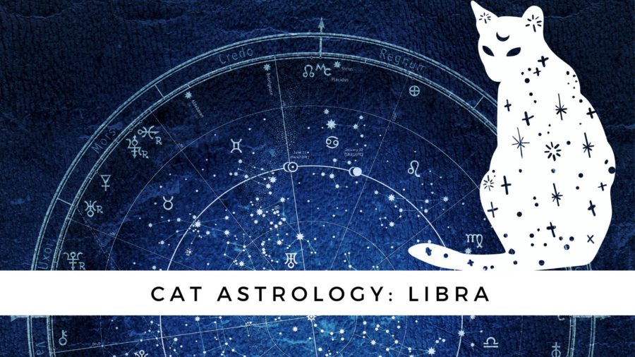Cat Astrology: The Libra Cat