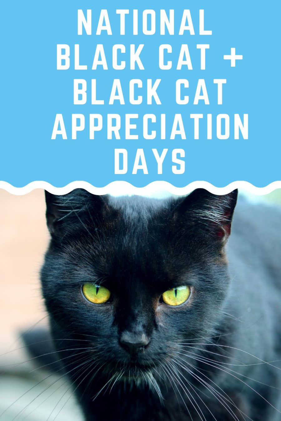 National Black Cat Appreciation Day and National Black Cat Day