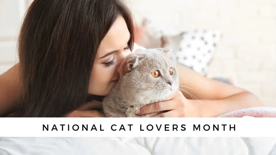 Appreciation Cat Lovers' Month