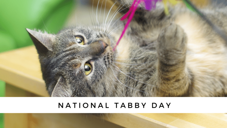 National Tabby Day {Celebrate Those Stripes!}