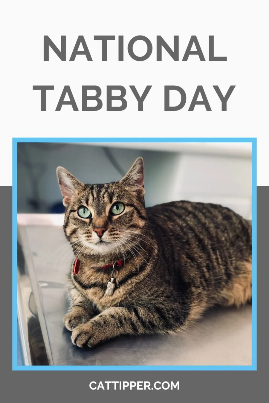 national tabby day