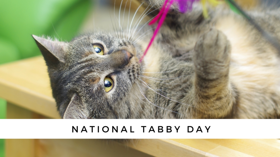 national tabby day